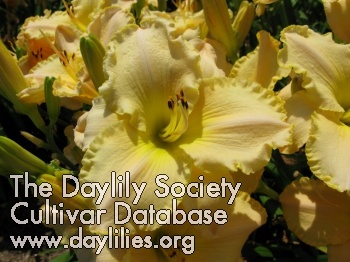 Daylily Enlightened Assumption